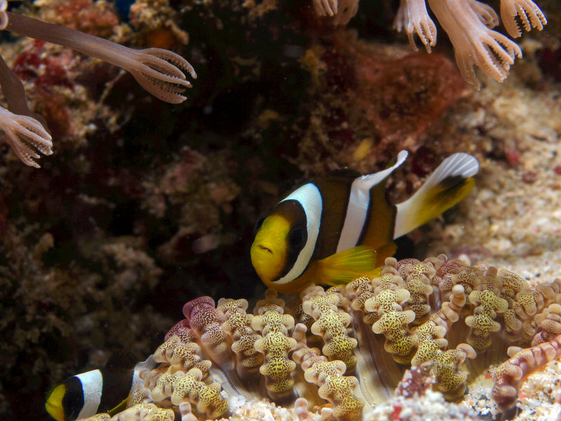 Anemone Fish, Escarceo